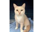 Adopt Ali a Domestic Short Hair