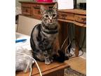 Adopt Ellie a Domestic Short Hair