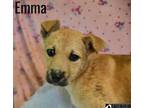 Adopt Emma a Shepherd