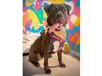 Adopt Marla Pooch a American Staffordshire Terrier, Mixed Breed