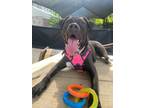 Adopt Marla Pooch a American Staffordshire Terrier, Mixed Breed