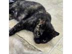 Adopt Atta a Domestic Short Hair