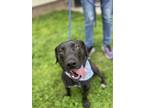 Adopt Sage a Labrador Retriever