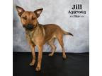 Adopt JILL a Labrador Retriever, Mixed Breed
