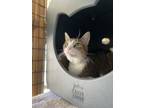 Adopt Vylet a Domestic Short Hair