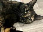 Adopt Eclipse a Domestic Short Hair