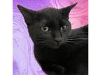 Adopt Catarina a Domestic Short Hair