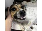 Adopt Donna a Australian Cattle Dog / Blue Heeler