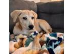 Adopt Buttercup a Anatolian Shepherd, Labrador Retriever