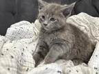 Russian Blue Kittens