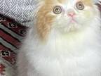 Scottish Fold Male Red Tabby And White
