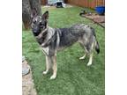 Adopt Lucy a German Shepherd Dog