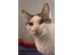 Adopt Brite a Domestic Short Hair