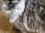 Male Persian 5 Month Old