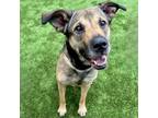 Adopt Abigail a German Shepherd Dog, Mixed Breed