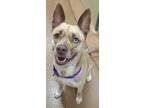 Adopt Astrid LaRue a Pit Bull Terrier, Siberian Husky