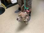 Adopt Bella a Pit Bull Terrier, Mixed Breed