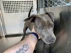 Adopt Pam a Pit Bull Terrier, Mixed Breed