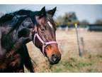 Adopt Pumpkin a Standardbred, Grade