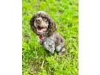 Adopt Ladybird a Cocker Spaniel