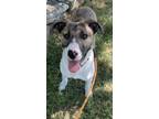 Adopt Gilly a American Staffordshire Terrier, Mixed Breed