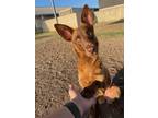 Adopt CINNAMON a German Shepherd Dog