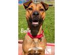 Adopt Bella a Black Mouth Cur, German Pinscher