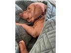 Adopt Munster a Dachshund