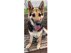 Adopt Frida a German Shepherd Dog