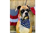 Adopt Madeline a Boxer