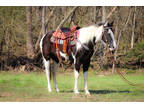 Flashy Black & White Missouri Fox Trotter Mare, Gentle and Smooth