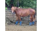 3 Year Old AQHA Gelding