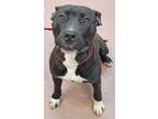 Adopt DUTCHESS a American Staffordshire Terrier, Mixed Breed