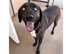 Adopt Twinkle Toes a Plott Hound