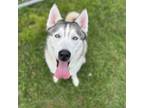 Adopt Sky a Husky