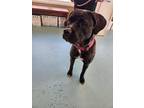 Adopt Zara a Mastiff