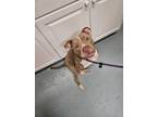 Adopt Anita Max Wynn a Pit Bull Terrier