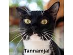 Adopt Tannamjai a Domestic Short Hair
