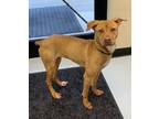 Adopt Goldie a Pit Bull Terrier