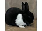 Adopt Anne Hopaway a Netherland Dwarf