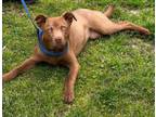 Adopt Trixie Gorgeous young Mix stunning Color! a American Bully
