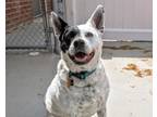 Adopt Pandie a Cattle Dog, Mixed Breed