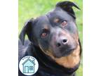 Adopt Zar Zar a Rottweiler, Mixed Breed