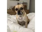 Adopt Gretchen - Adorable Pug a Pug