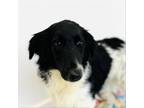 Adopt Monica a Border Collie, Mixed Breed