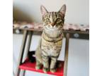 Adopt Sharon a Domestic Short Hair