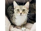 Adopt Phoebe a Domestic Short Hair