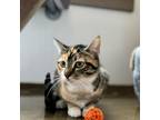 Adopt Estelle a Domestic Short Hair