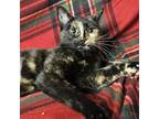 Adopt Elsa a Domestic Short Hair