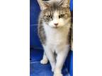 Adopt Pumpkin a Domestic Short Hair